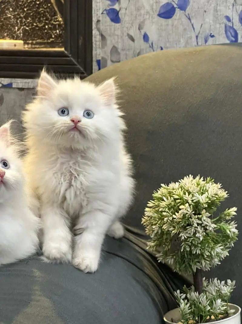 kittens available for sale — photo 6
