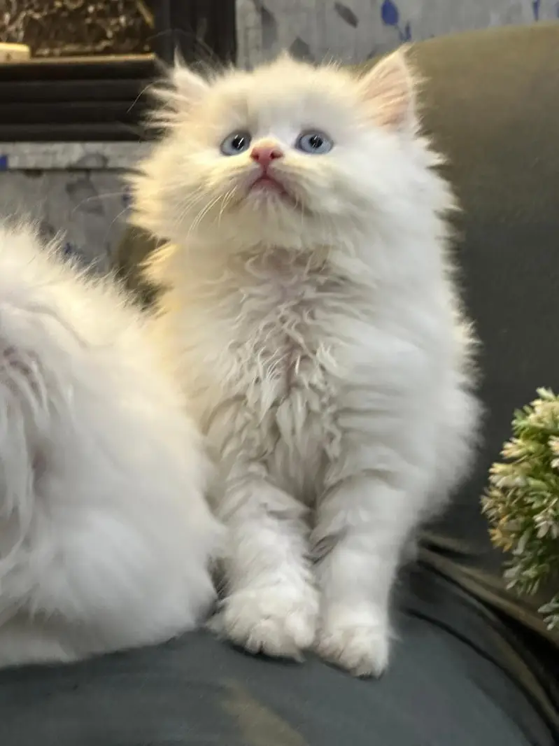 kittens available for sale — photo 7