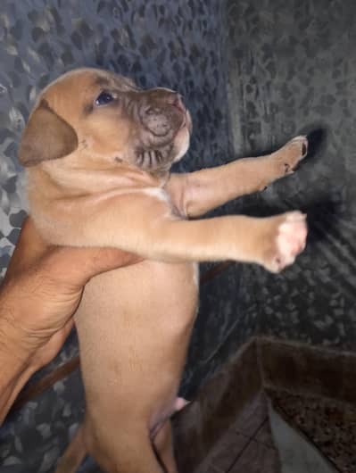 Extreme American Bully Puppies