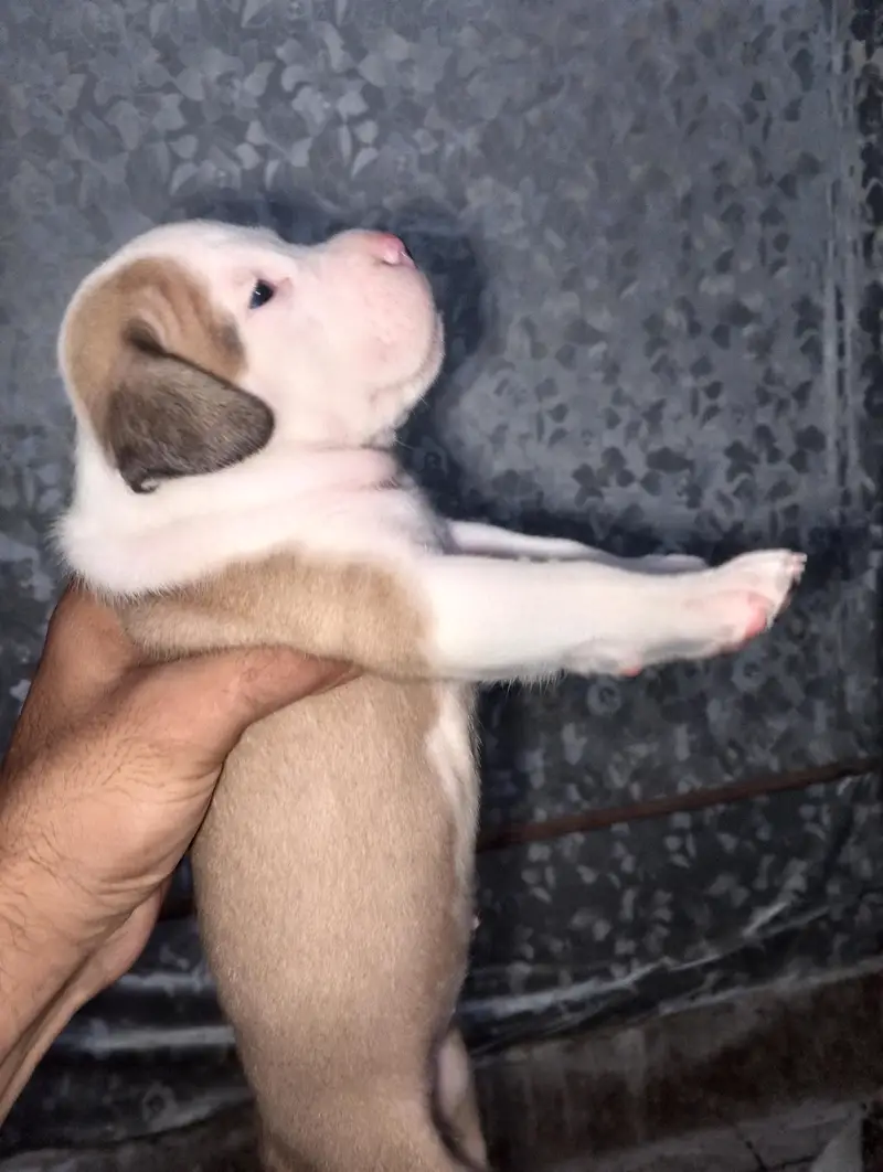 Extreme American Bully Puppies — photo 2