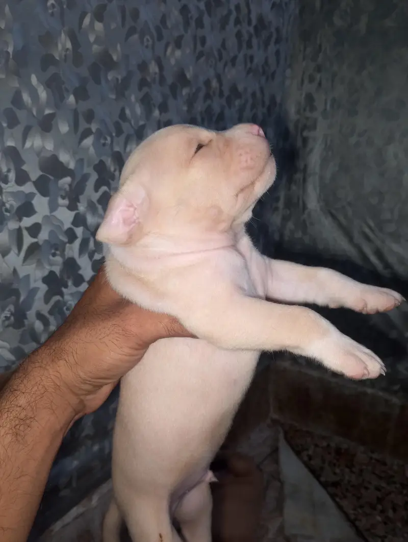 Extreme American Bully Puppies — photo 3