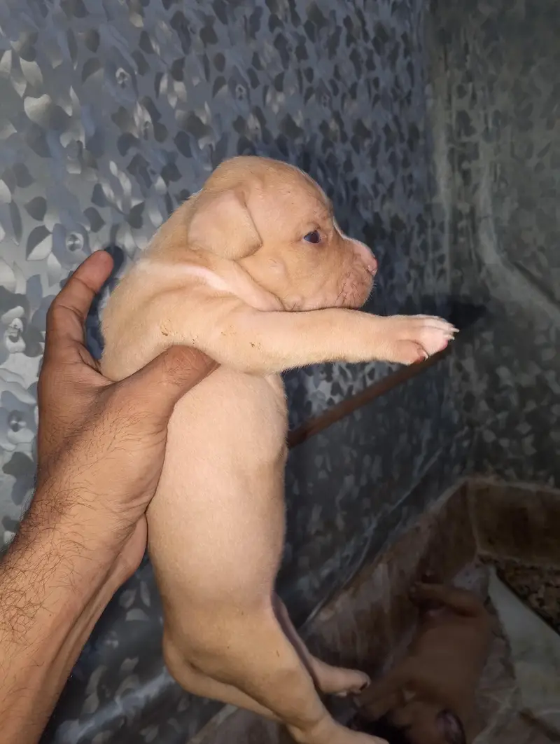 Extreme American Bully Puppies — photo 4