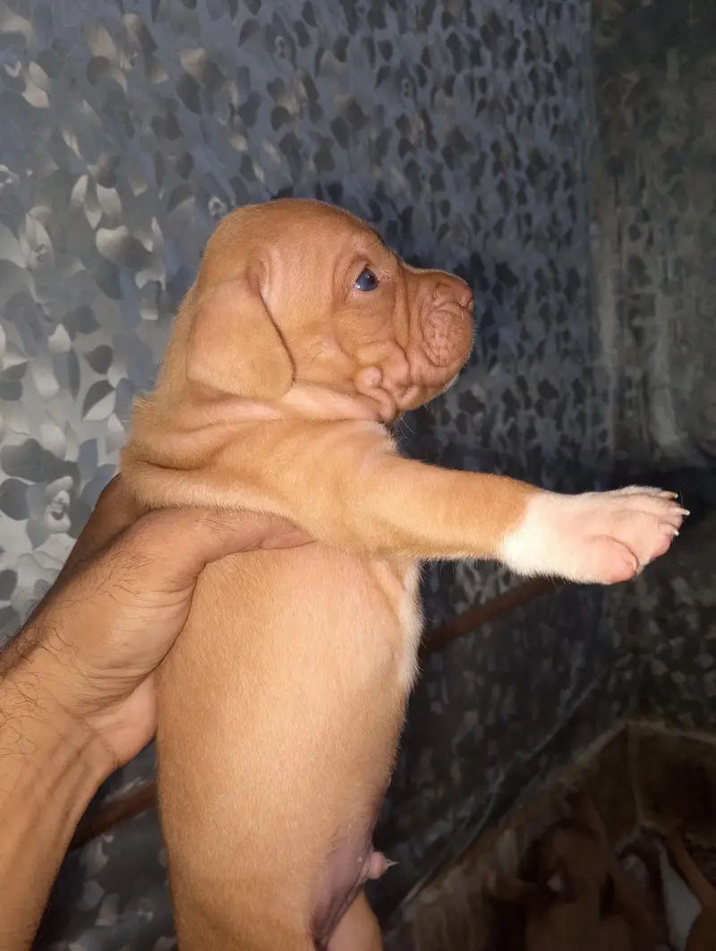 Extreme American Bully Puppies — photo 5