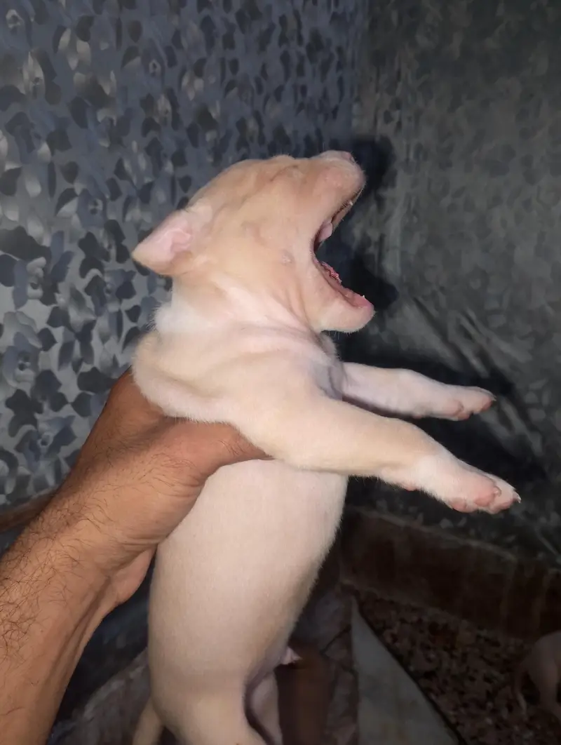 Extreme American Bully Puppies — photo 6