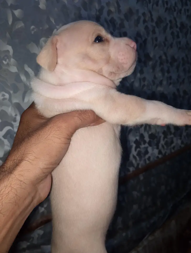 Extreme American Bully Puppies — photo 7