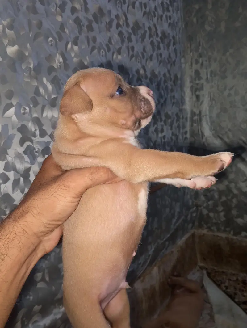 Extreme American Bully Puppies — photo 8