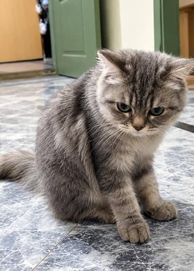 Persian Cat For Sale