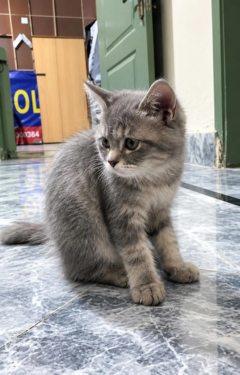 Persian Cat For Sale — photo 2