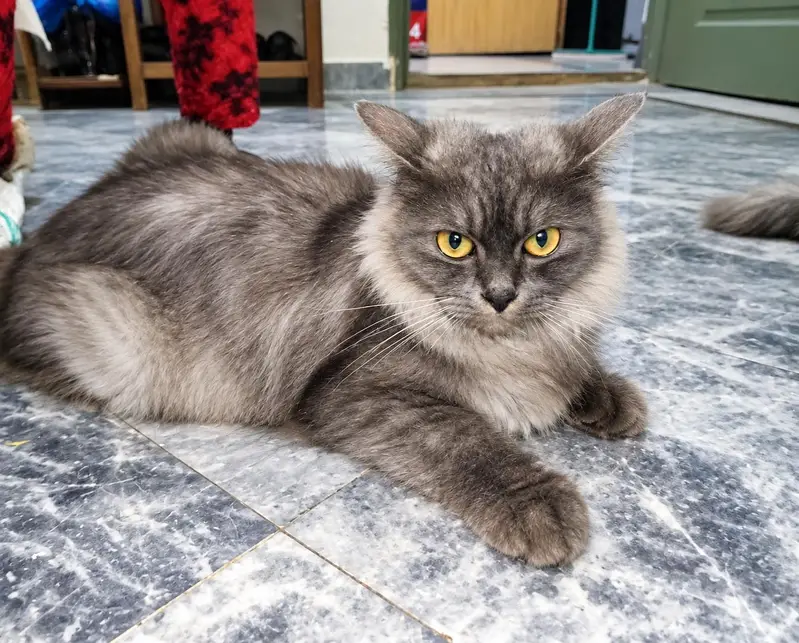 Persian Cat For Sale — photo 3