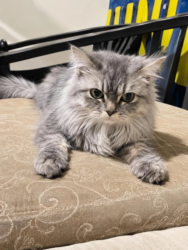 Persian Cat For Sale — photo 4