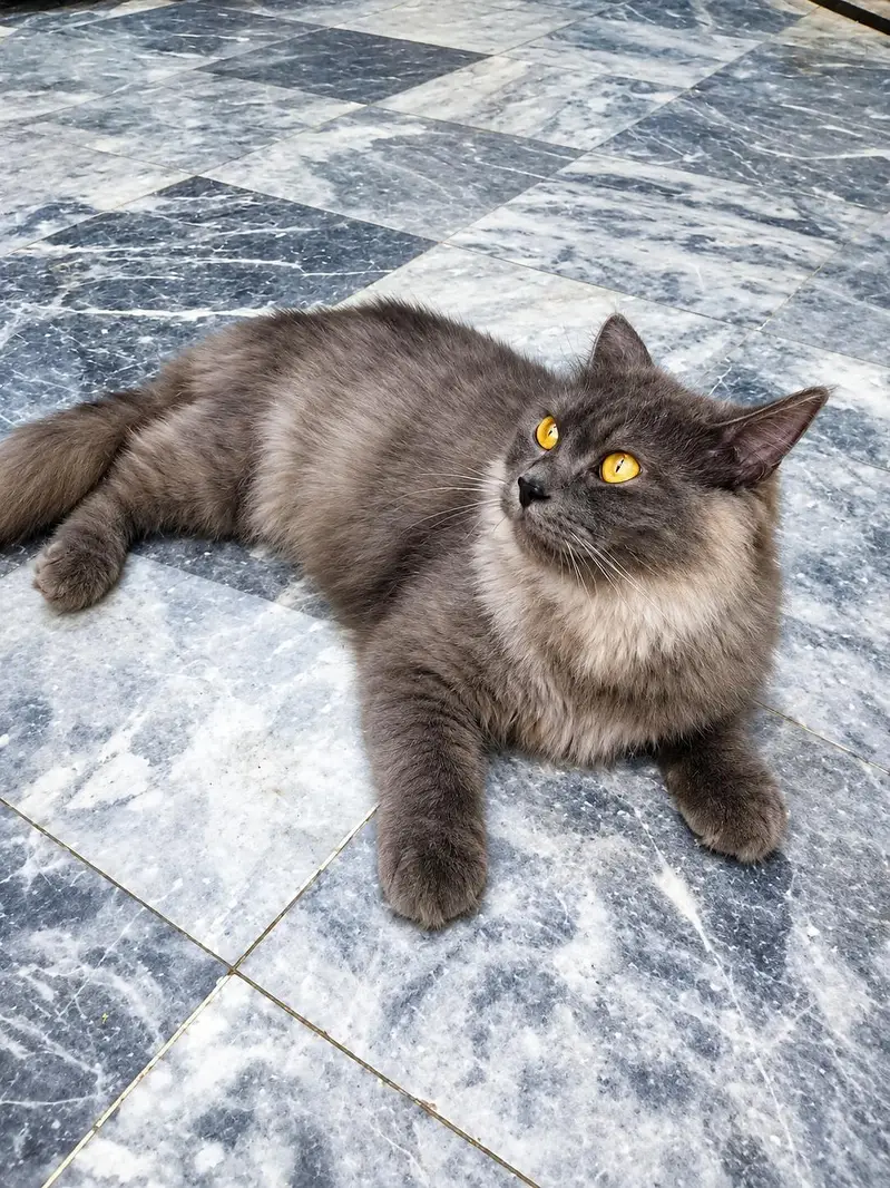 Persian Cat For Sale — photo 5