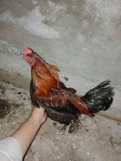 3 Murgy or 3 Desi Murgiyan 2 cross Murgiyan sb Andy dayti he