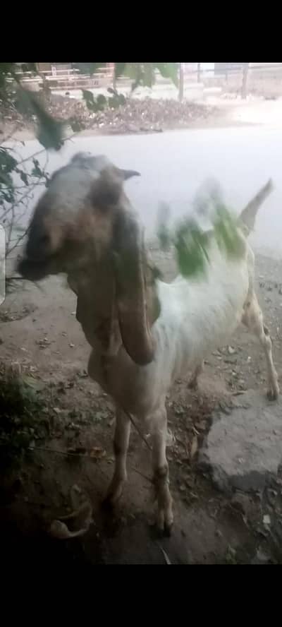 machi cheni bakri
