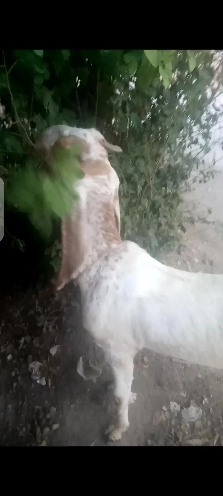 machi cheni bakri — photo 3