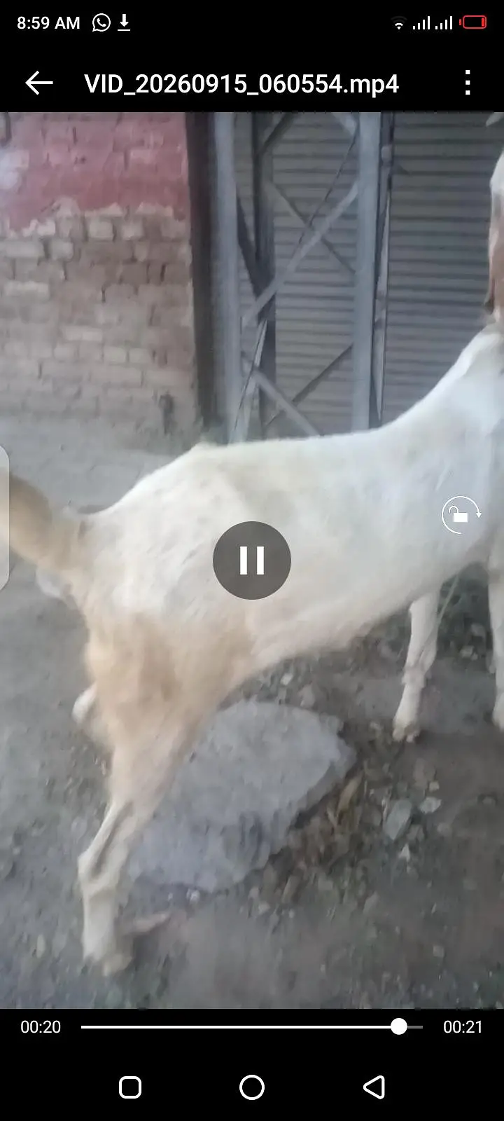 machi cheni bakri — photo 4