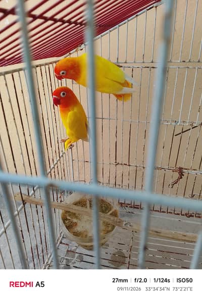 red eyes love bord for sale emergency
