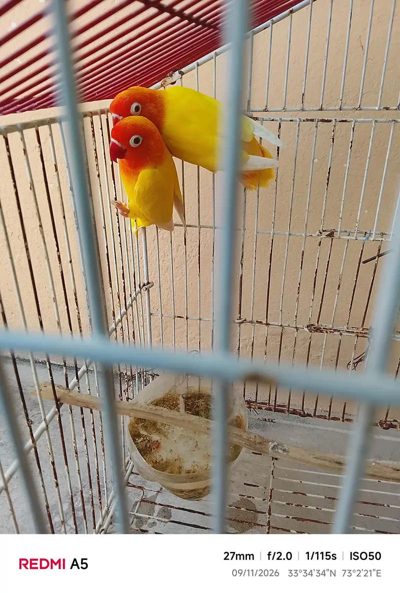 red eyes love bord for sale emergency — photo 2