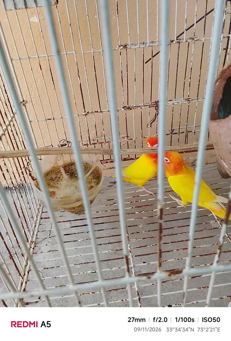red eyes love bord for sale emergency — photo 3