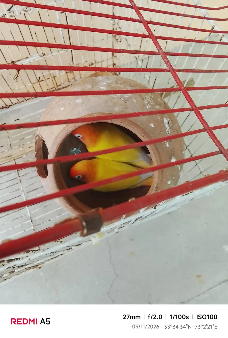 red eyes love bord for sale emergency — photo 5