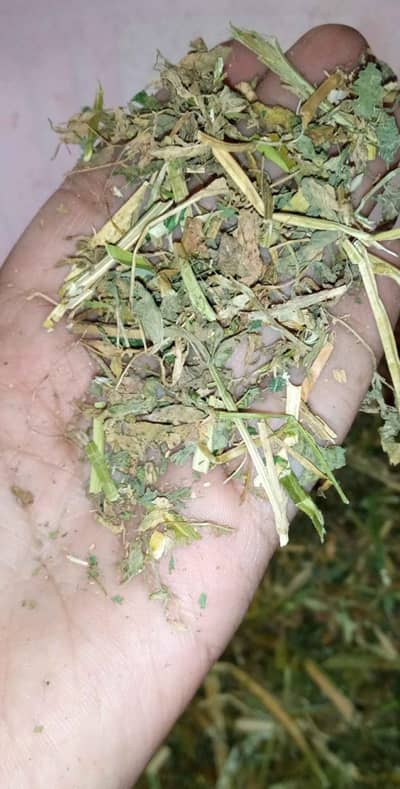 Bakri bakro ky leya Dry losan Available ha gujrat ky nazeed Waly rabta