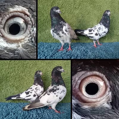Pigeons|fancy |chapry|ferozpuri|surkhy|mix joro|Pigeons in Lahore