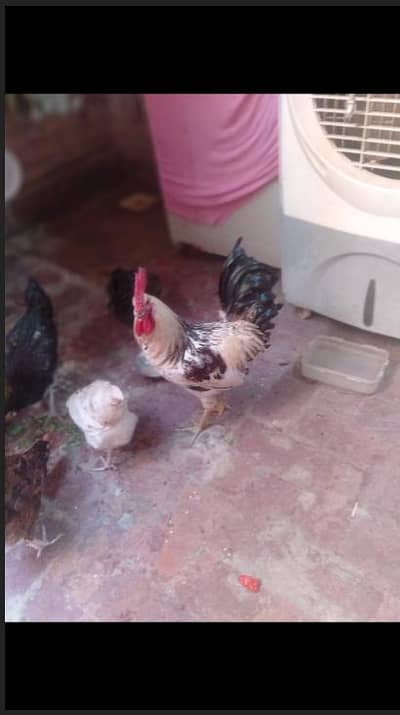 Healthy desi rooster available for sale