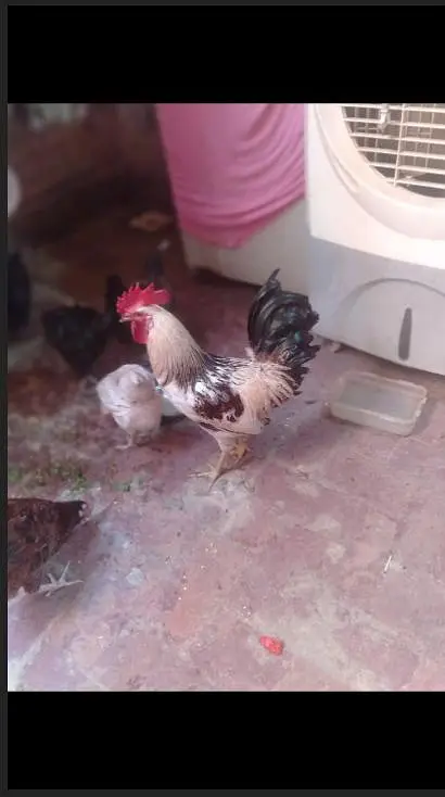 Healthy desi rooster available for sale — photo 2