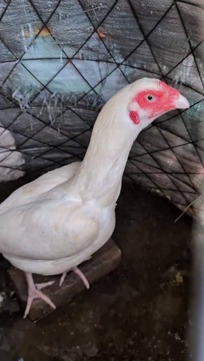 Paper white eggs wali female for sell Whatsapp: 03159640025