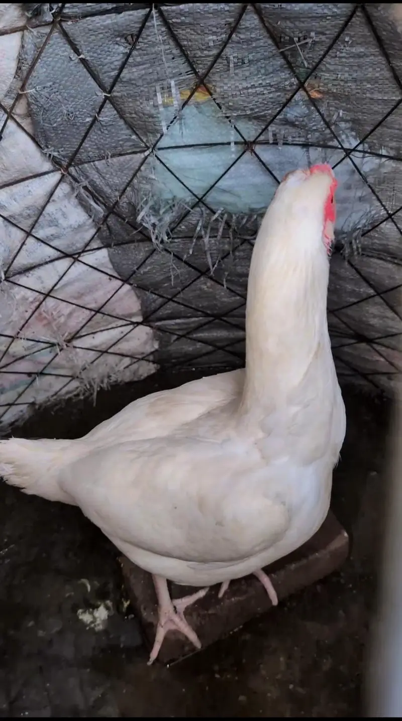 Paper white eggs wali female for sell Whatsapp: 03159640025 — photo 2