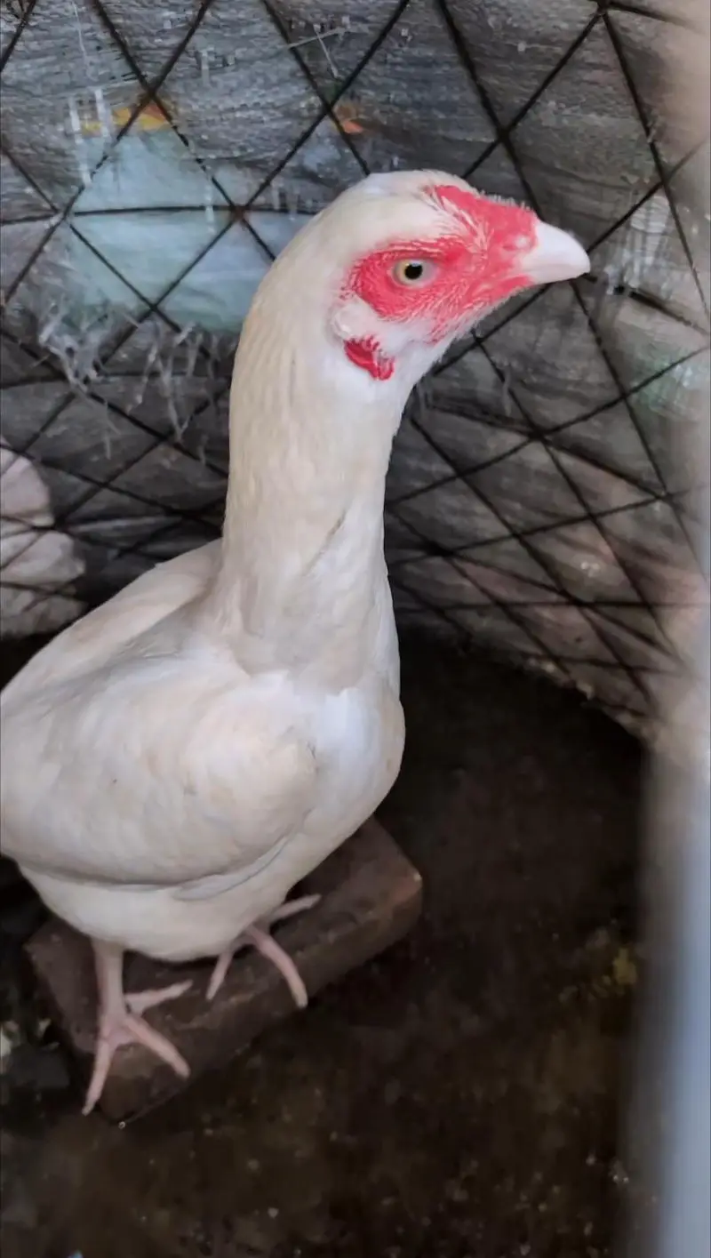 Paper white eggs wali female for sell Whatsapp: 03159640025 — photo 3