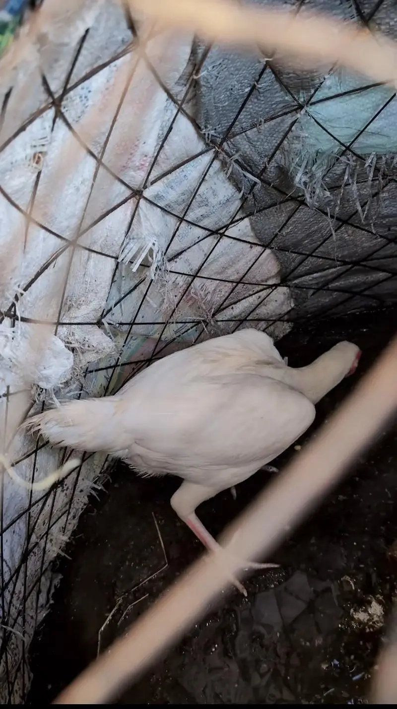 Paper white eggs wali female for sell Whatsapp: 03159640025 — photo 5