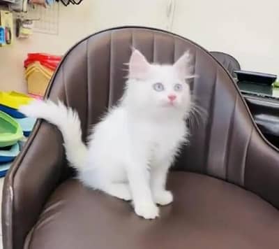 person cat for sale