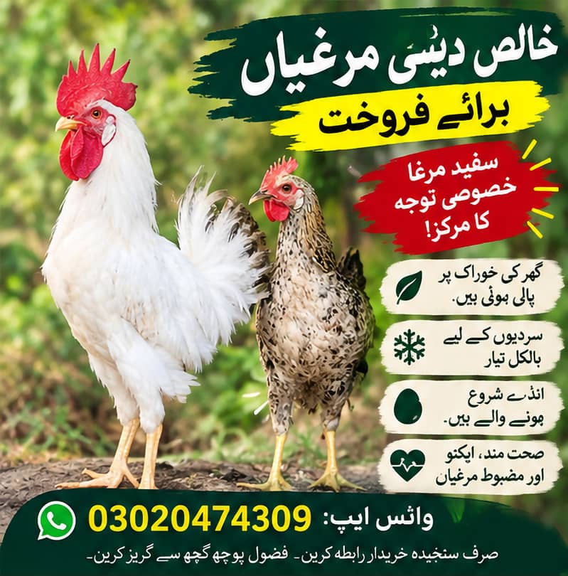  خالص دیسی مرغیاں برائے فروخت  0