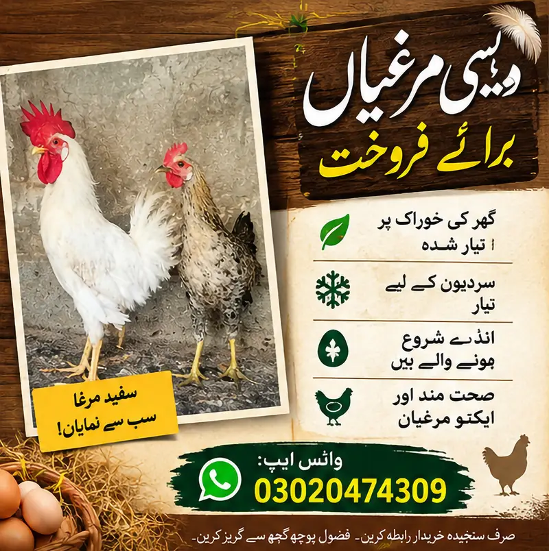  خالص دیسی مرغیاں برائے فروخت  — photo 2