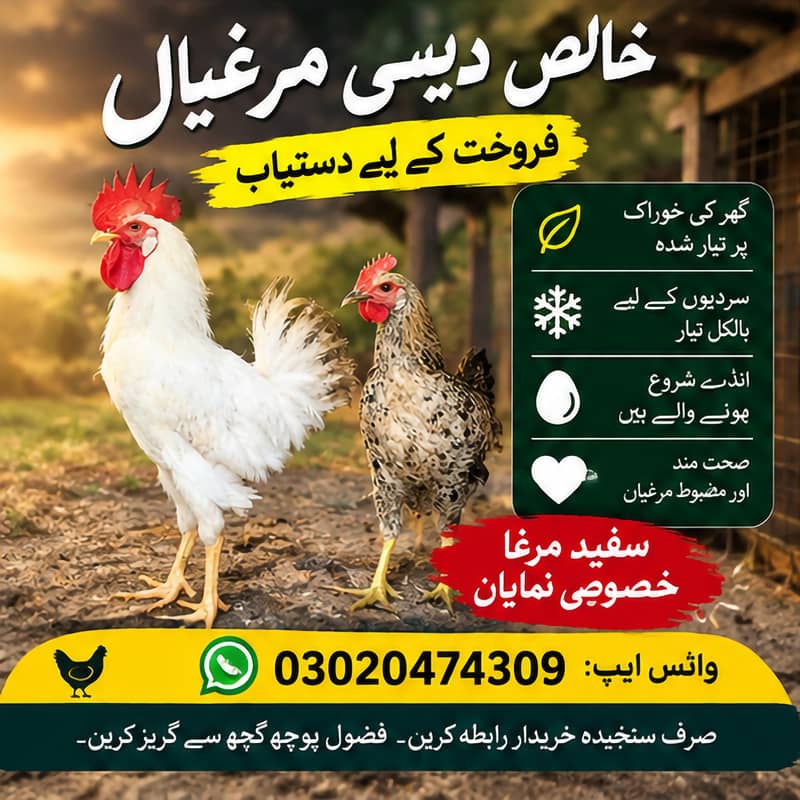  خالص دیسی مرغیاں برائے فروخت  2