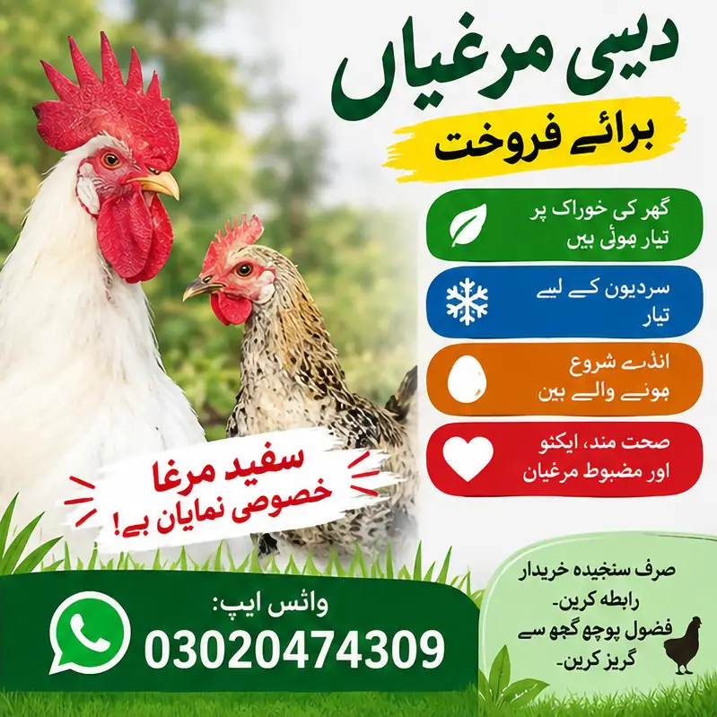  خالص دیسی مرغیاں برائے فروخت  — photo 4