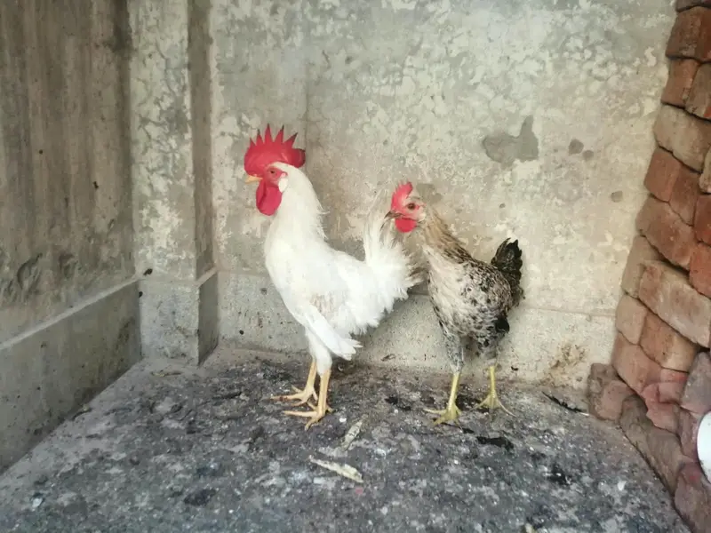  خالص دیسی مرغیاں برائے فروخت  — photo 5