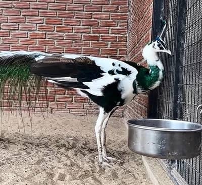 White Pied Peacock Male For Sale