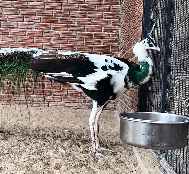 White Pied Peacock Male For Sale