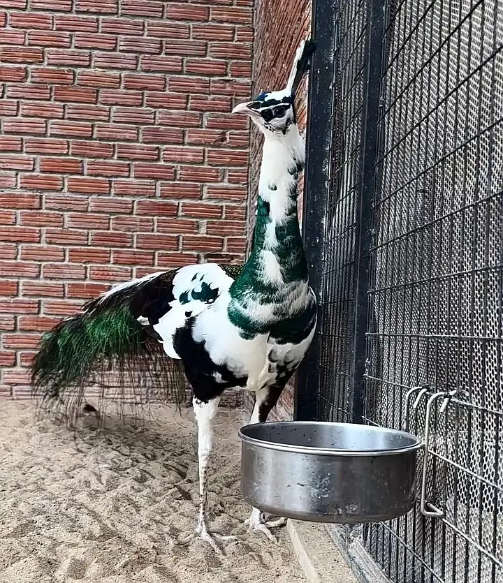 White Pied Peacock Male For Sale — photo 2