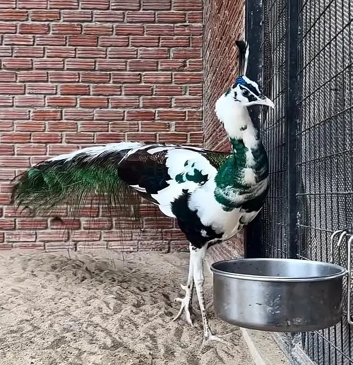 White Pied Peacock Male For Sale — photo 3