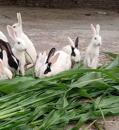 White or Black Pure Rabbit for Sale