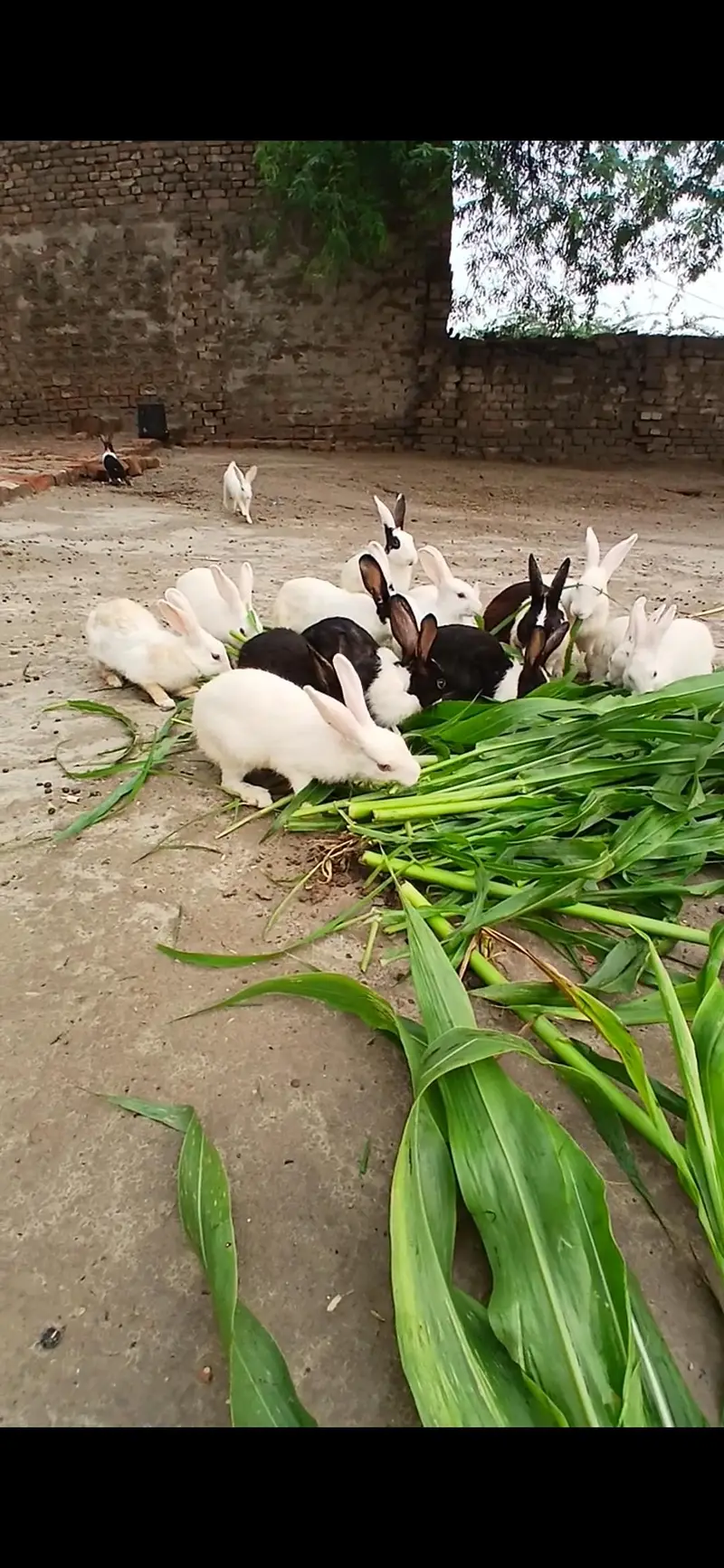 White or Black Pure Rabbit for Sale — photo 2