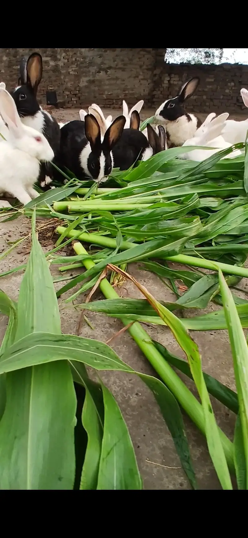 White or Black Pure Rabbit for Sale — photo 3