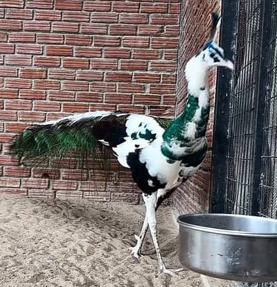 White Pied Peacock Male For Sale