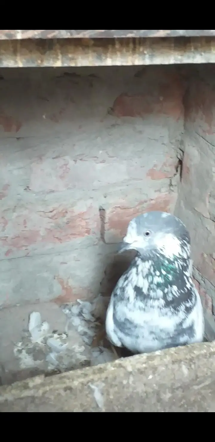 yah aapko mere pass dusre mil jaenge — photo 6