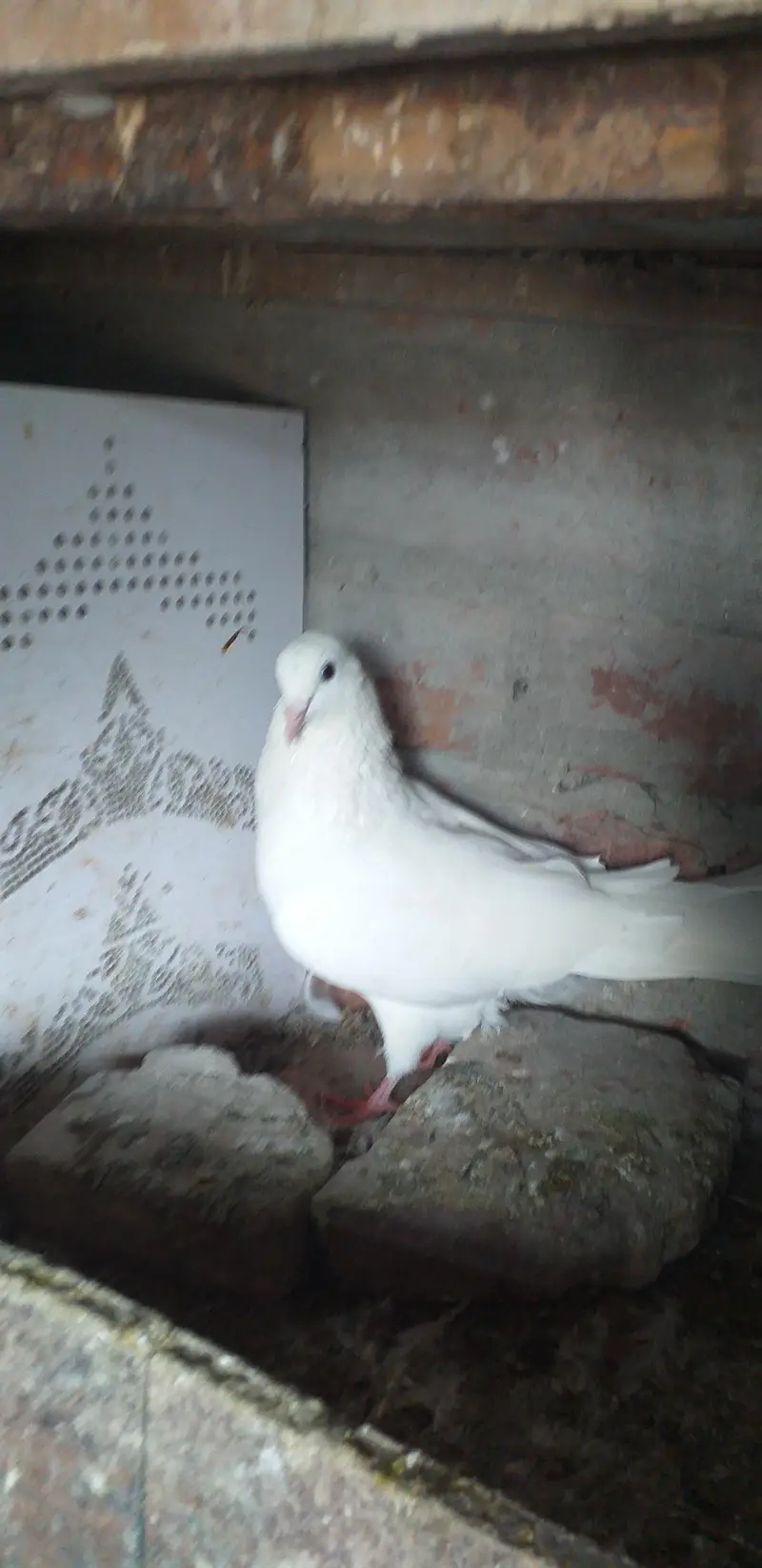 yah aapko mere pass dusre mil jaenge — photo 9