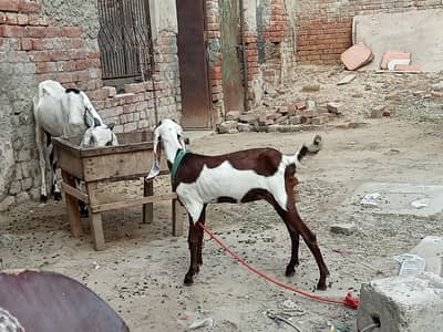 Desi Betal Bakri