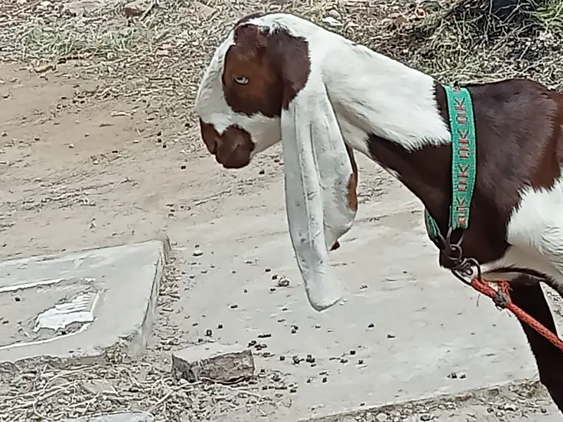 Desi Betal Bakri — photo 2