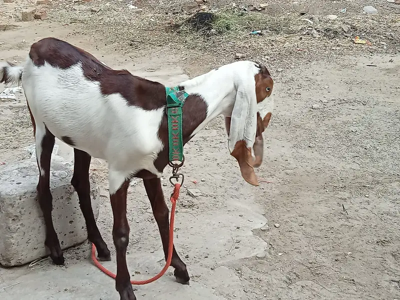 Desi Betal Bakri — photo 3
